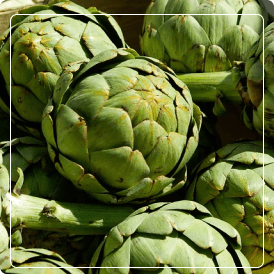 Extracto de Alcachofa