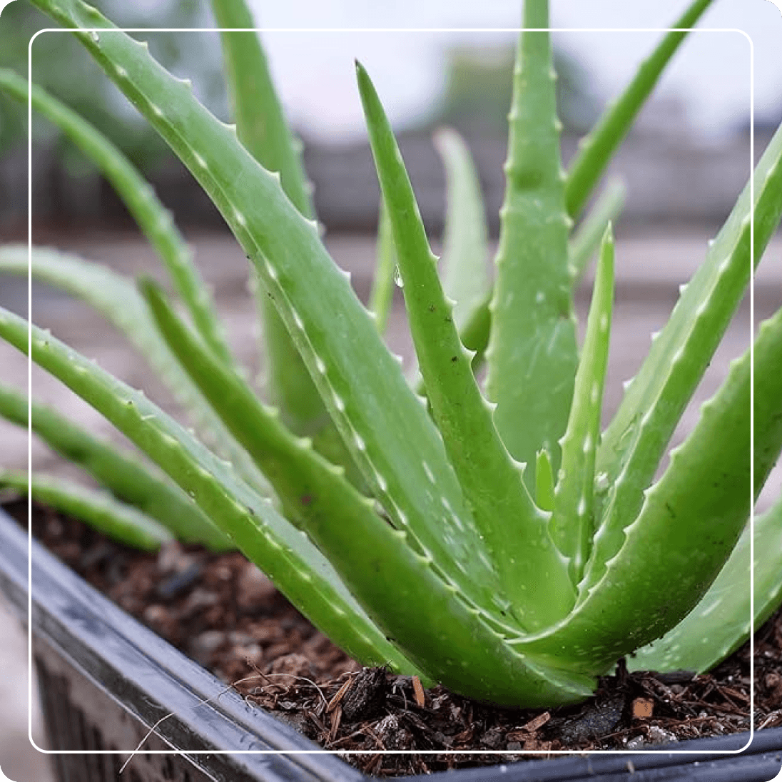 ALOE VERA