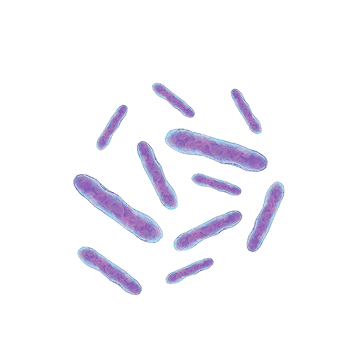 Bacillus clausii
