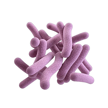 Bacillus coagulans