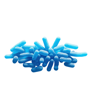 Bacillus coagulans