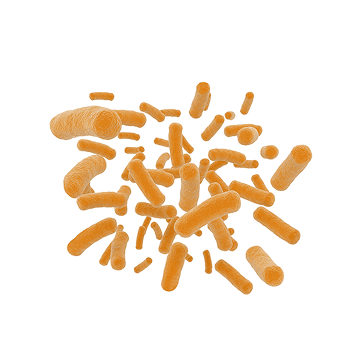 Bacillus subtilis y Bacillus clausii