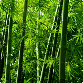 Extracto Seco de Bambú