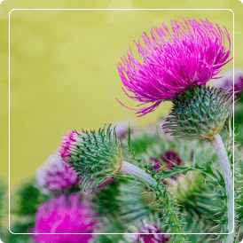 Extracto de Cardo Mariano