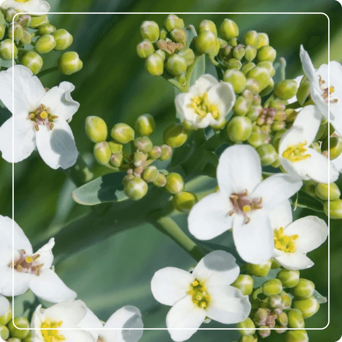 ACEITE DE CRAMBE ABYSSINICA