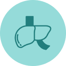 Acompaña los procesos fisiológicos del organismo relacionados con filtrado, metabolismo y eliminación.