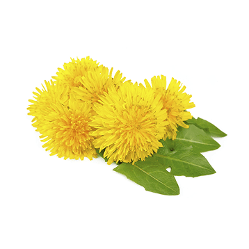 Diente de león