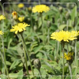 Pilosella Extracto Seco