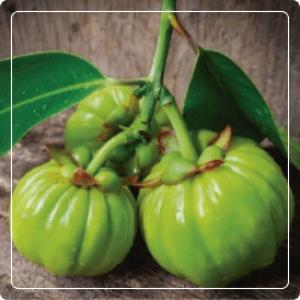 Extracto seco de garcinia cambogia