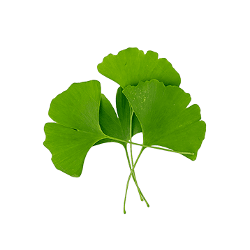 Ginkgo biloba