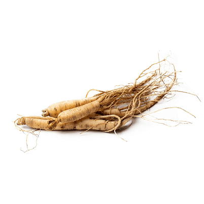 Ginseng Panax 