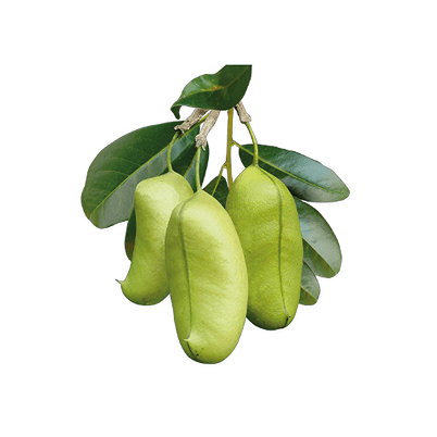 Griffonia simplicifolia