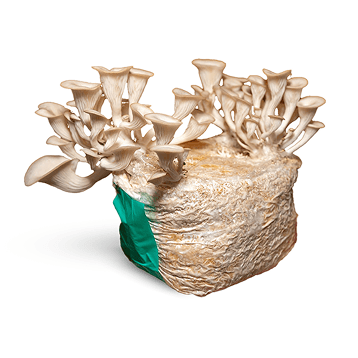 Hiratake (Pleurotus)