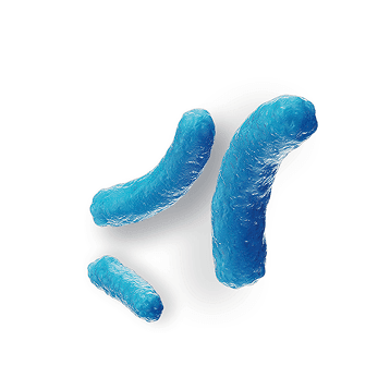 Lactobacillus acidophilus