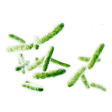 Lactobacillus bulgaricus