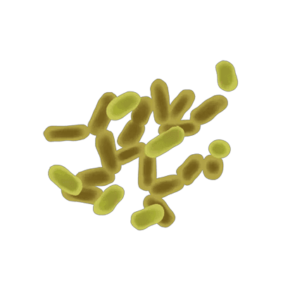 Lactobacillus plantarum