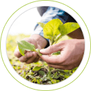 Hechos con aceites puros