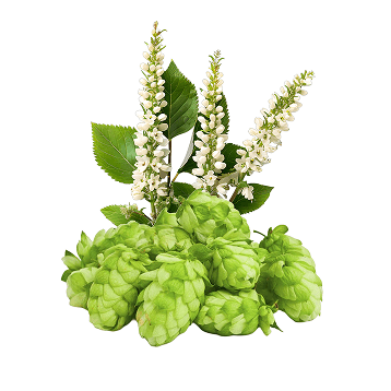 Lúpulo y Black Cohosh