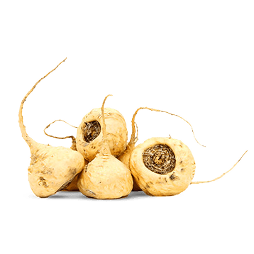 Maca andina