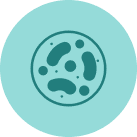 Favorece una flora intestinal equilibrada como base del bienestar diario.