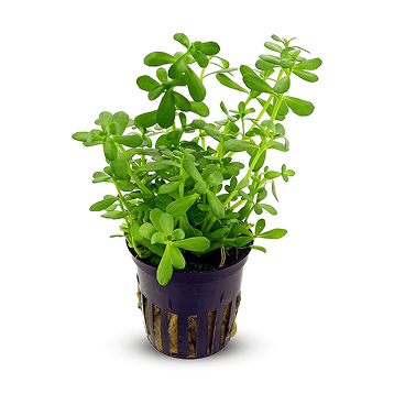 Bacopa monnieri