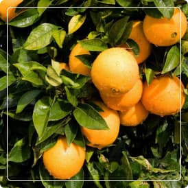 E.S. de Naranjo Amargo