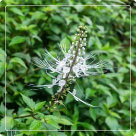 Extracto de ORFOSIFÓN