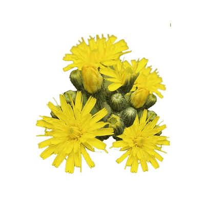 Pilosella