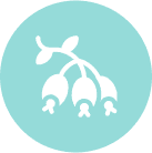 Extracto de Escaramujo