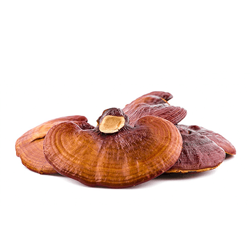 Extracto de Reishi