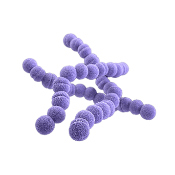 Streptococcus thermophilus