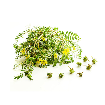 Tribulus terrestris