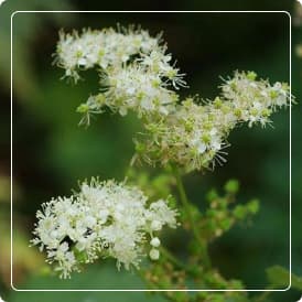 Extracto Seco de Ulmaria