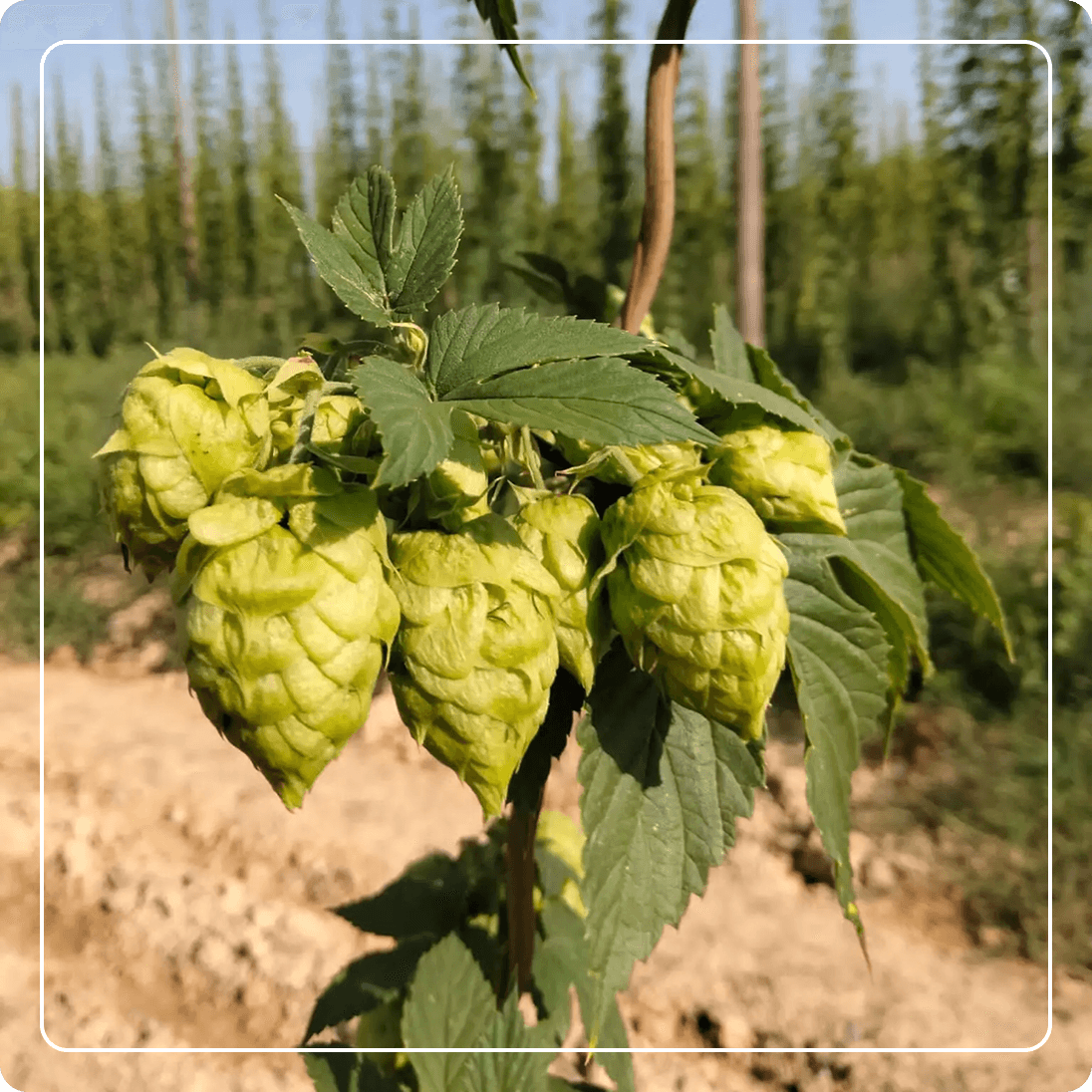 Lúpulo y Black Cohosh