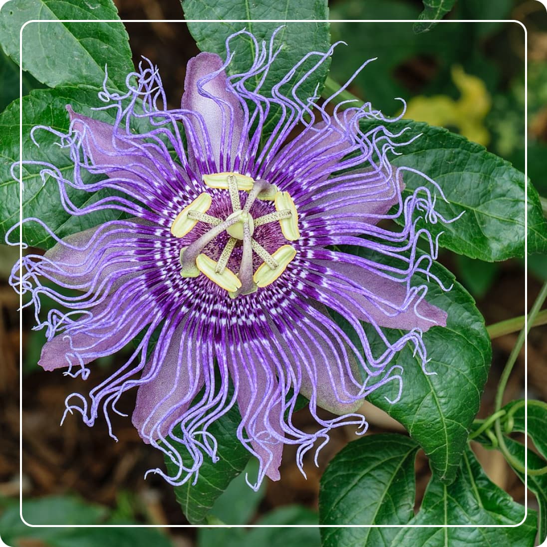 Pasiflora, Valeriana y Melisa