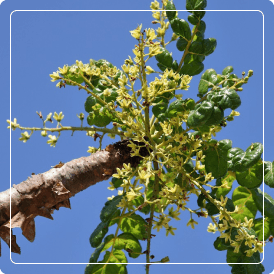 Boswellia Serrata