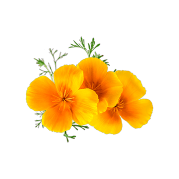 Amapola californiana
