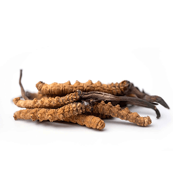 Cordyceps sinensis