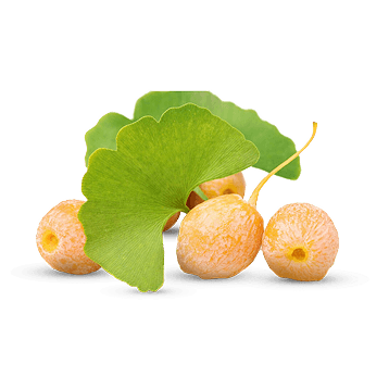Ginkgo biloba