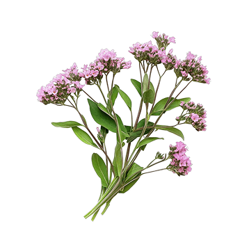 Extracto seco de valeriana